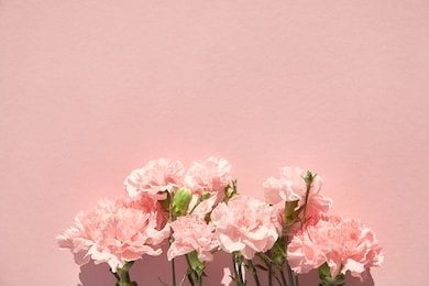 top view of blooming carnations on pink background