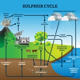 sulphur cycle vector illustration. labeled geological earth elements scheme. diagram with circulation from atmosphere, to depostition, sediment and sulfates. environmental process explanation graphic.