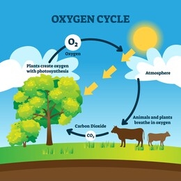 oxygen cycle vector illustration. labeled educational o2 circulation scheme. biological diagram with animals breathing, carbon dioxide, plants photosynthesis and atmosphere. cyclic earth process graph