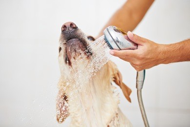 labrador retriever is taking a shower at home.