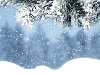 winter christmas background with snow fir branches cones on forest background