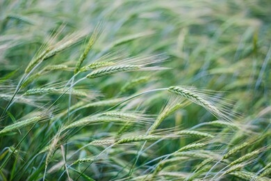 green rye field background landscape, growing plants on organic farm
