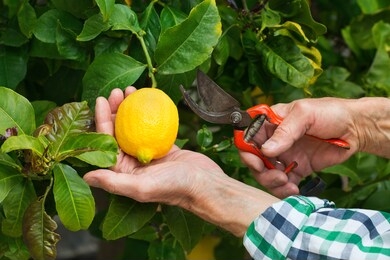 senior farmer harvesting lemons with garden pruner in hands on a lemon tree in a sunny day. seasonal, summer, autumn, homegrown, hobby concept.