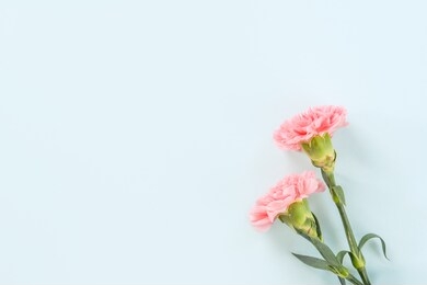 mother's day background, carnation bunch - beautiful pale pink flower bouquet isolated on pastel blue table, top view, flat lay, copy space design.