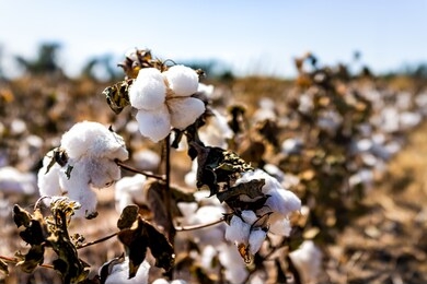 macro closeup landscape view in autumn missouri or kansas countryside with brown field of many cotton plants agriculture
