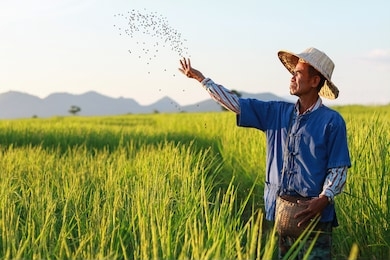 asian farmer working on rice field applying fertilizer.
