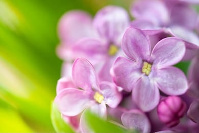 beautiful close-up lilac flowers on the green bokeh background. spring flowers.