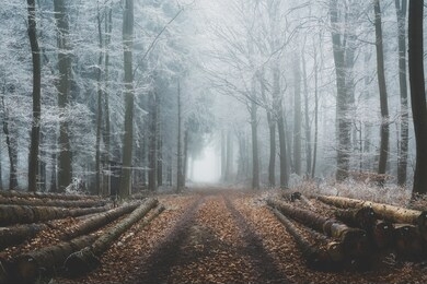 frost in the forest with fog