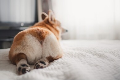 corgi is lying on the bed. corgi's butt.image with selective focus. 
