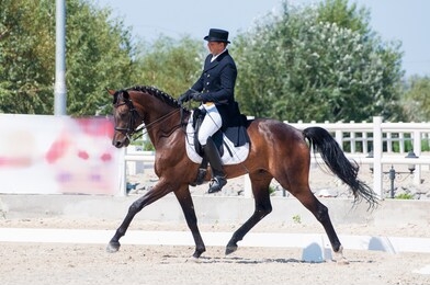 
athlete on horseback horses. 
dressage horses. 