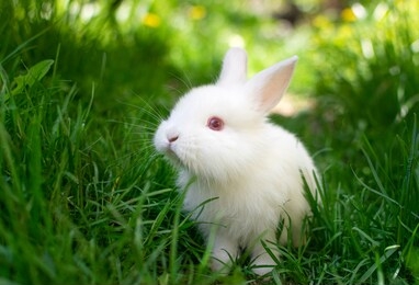 beautiful white, fluffy  baby rabbit playing in green grass