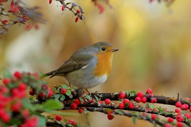 european robin sitting on branch close up