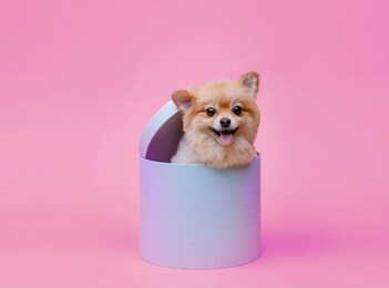 portraite of cute fluffy puppy of pomeranian spitz. little smiling dog sitting in gift box on bright trendy pink background. free space for text.