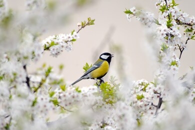 great tit parus major. spring park