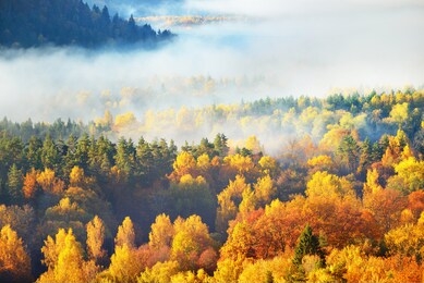 breathtaking panoramic aerial view of the hills of colorful red, orange and yellow trees in a mixed coniferous forest in a morning haze. fairy autumn landscape. gauja national park, sigulda, latvia