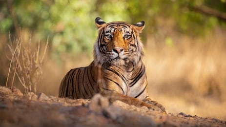 amazing tiger in the nature habitat. tiger pose during the golden light time. wildlife scene with danger animal. hot summer in india. dry area with beautiful indian tiger. panthera tigris.