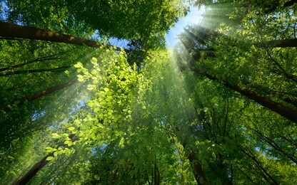 rays of light beautifully falling through the green foliage and enhancing the scenery of a beautiful lush tree canopy in a forest