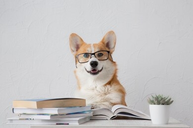 smart funny corgi dog in glasses  sitting with books, reading and studying smiling on white background