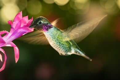 a photograph of a male hummingbird with colorful feather visiting the pink flower