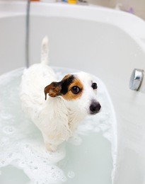 jack russell dog taking a bath in a bathtub