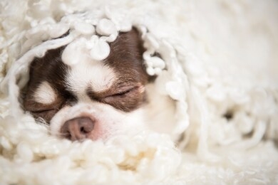 a small dog breed chihuahua lies wrapped in a white plaid. it's a funny scene.