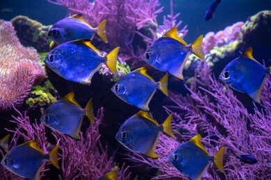 swarm of monodactylus argenteus sea aquarium fish in saltwater tank