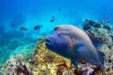 great barrier reef fish