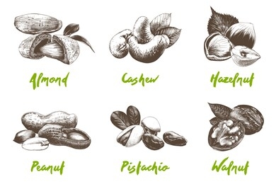 vector engraved style organic nuts collection for posters, decoration, packaging, menu, logo. hand drawn monochrome sketches isolated on white background. detailed vintage woodcut drawing. 