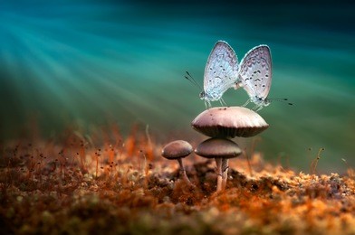 mating butterflies on mushroom with blue background and sunrays