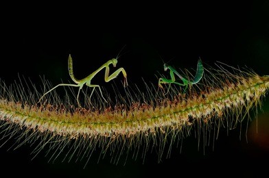 praying mantis fighting on grass flower with black background