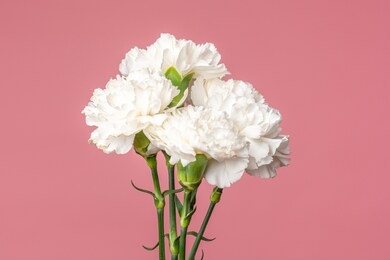 detail of the carnation flowers dianthus caryophyllus also known as clove pink. isolated on pure pink background