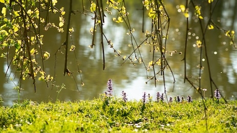 
beautiful bugle flowers under the drooping stems of a mulberry tree by the lake at dusk