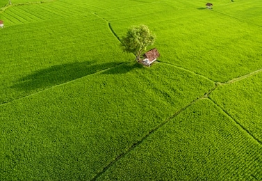 aerial rice field with beautiful landsacpe and coconut tree, wooden house, farmers in foggy sunlight morning. aerial paddy field