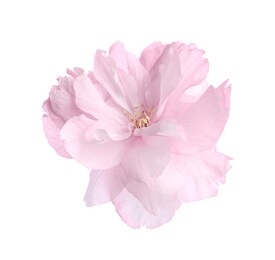 beautiful sakura blossom isolated on white. spring season