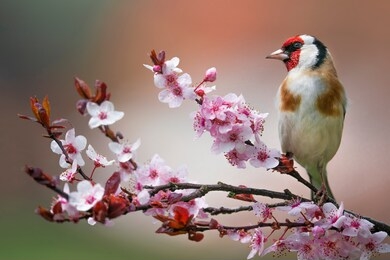 goldfinch, carduelis carduelis, single bird on blossom