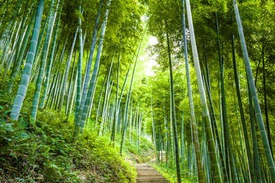 road through the bamboo forest
