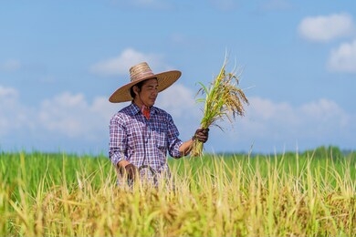 asian farmer working in the rice field under blue sky