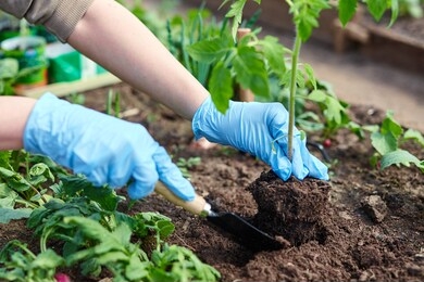 gardeners hands planting and picking vegetable from backyard garden. gardener in gloves prepares the soil for seedling.