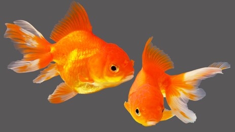 fat goldfish with gray background