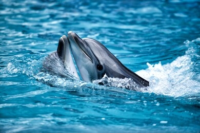 a pair of dolphins playing in the sochi dolphinarium