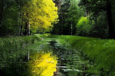 spring in the forests of the strabrechtse heide between heeze and someren. beautiful reflection of a bright yellow oak tree foliage in the sun. landscape of nature in noord brabant, the netherlands.