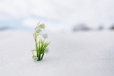 the first spring flowers. snowdrops in the forest grow out of snow. white lily of the valley flower under the first rays of the spring sun.