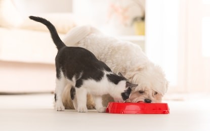 little dog maltese and black and white cat eating food from a bowl in home
