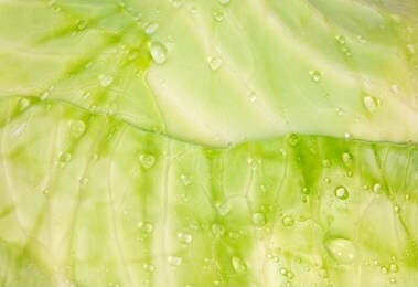 fresh green cabbage leaf with water drops, macro photography. fresh raw vegetable, healthy organic food concept