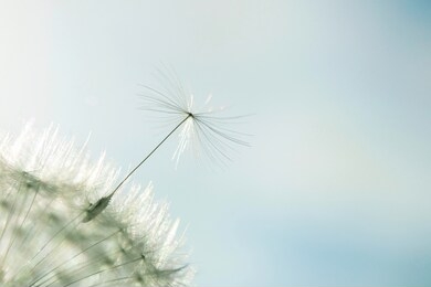 dandelion close up isolated in nice warm background. macro photo