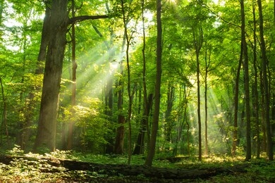 light shining down in nature