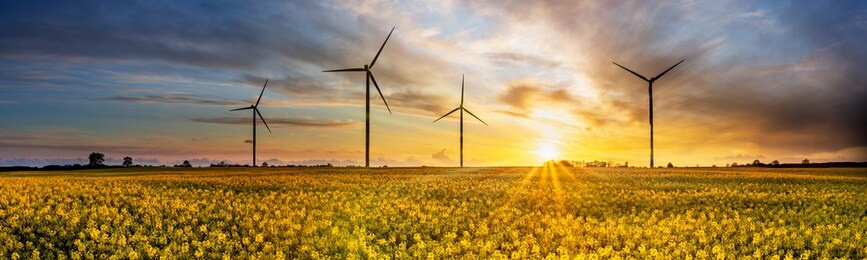 wind power plants on yellow rape field at sunset
