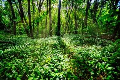 green forest in spring time forest floor covered with wild garlic