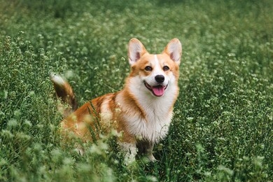 beautiful red happy corgi dog sitting in the field in grass smiling in spring