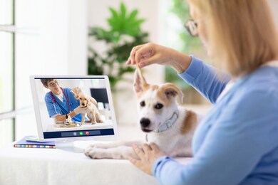 online consultation with veterinarian. vet examining animal via video chat. dog check up during quarantine. veterinary doctor checking pet in conference call. remote medicine and emergency assistance.